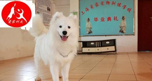 萨摩耶犬的训练秘籍（掌握这些技巧，让你的萨摩耶成为听话的好孩子）