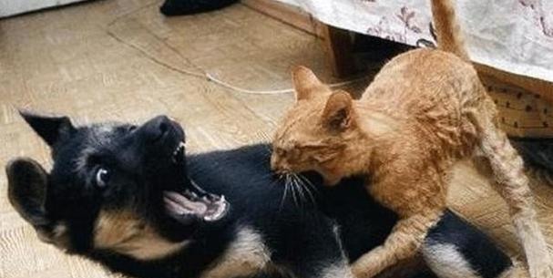 为什么说猫狗不送人？（探究送猫狗的利弊）