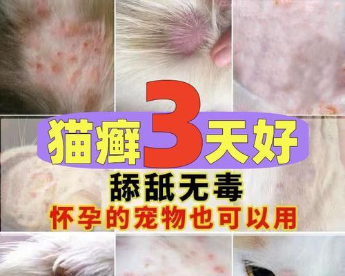 猫身上有皮肤病怎么办（了解病因才能治疗，给爱猫做个好主人）