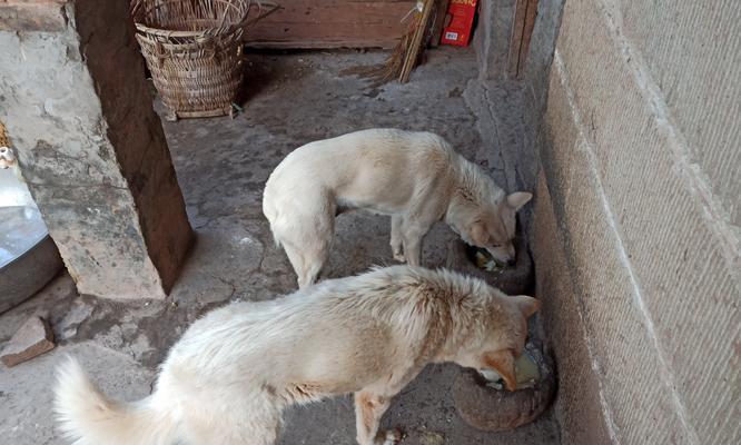 如何判断狗狗腿扭到？（常见症状与处理方法）