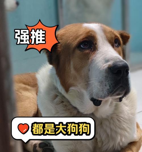 女孩适合养大狗吗？（推荐女孩养的适合大狗品种）