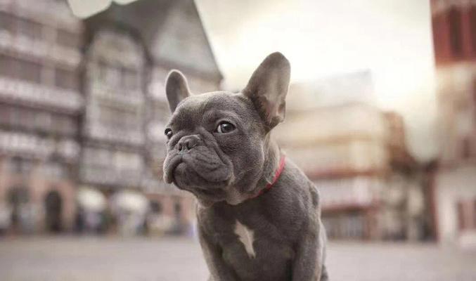 探寻法牛犬的好听名字（以法牛犬为主题的独特名字如何选择）