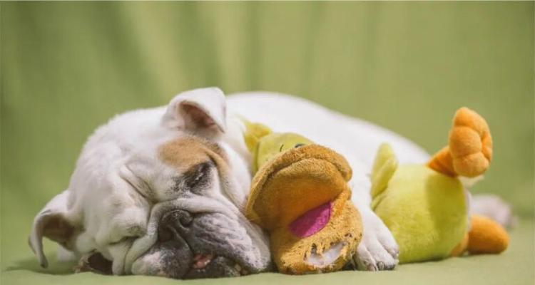 揭秘狗狗做梦（解读狗狗梦境的神秘体验）