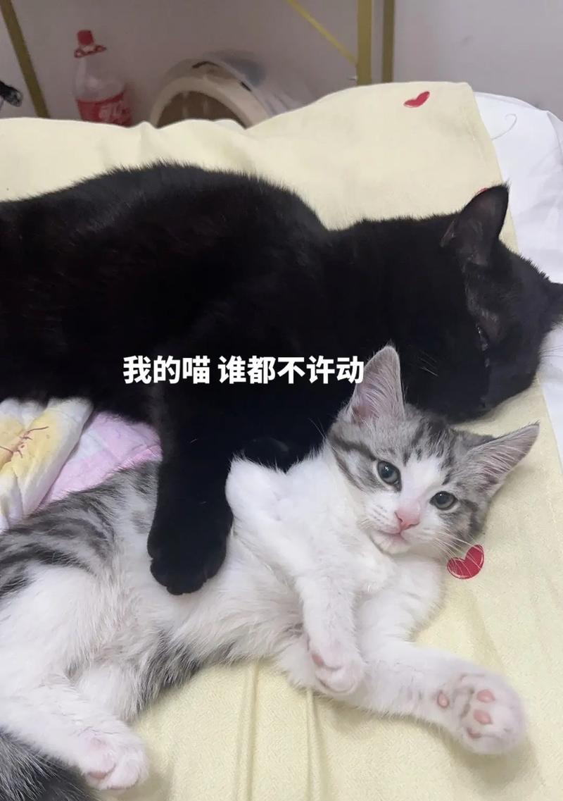 猫的存在对我们的帮助（与猫共生的重要性与益处）
