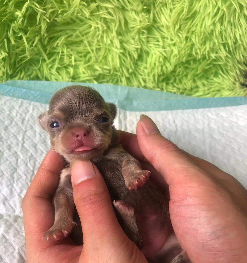 揭秘怀孕吉娃娃的抖动之谜（为什么怀孕吉娃娃会抖？抖动的原理和影响）