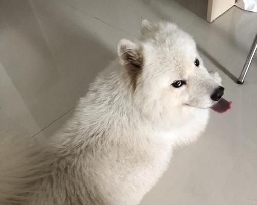 如何为半岁的萨摩提供适宜的饮食？（半岁的萨摩所需食物及营养补充）