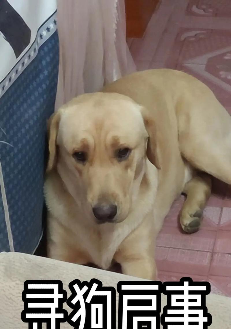 选择一个合适的名字给你的拉布拉多（如何为你的拉布拉多选择一个与其品质相称的名字）