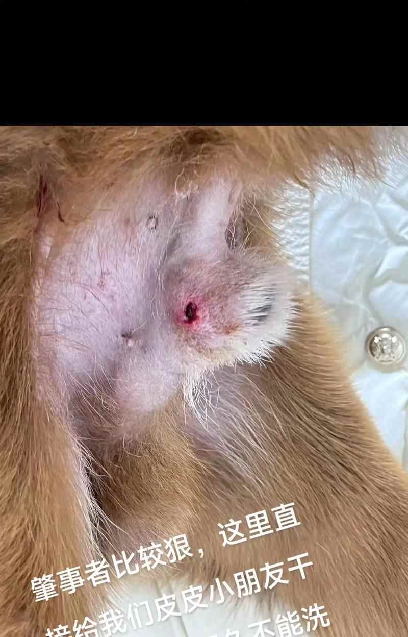 如何让你的小狗不再乱咬东西？（宠物训练技巧，有效预防狗狗乱咬行为）