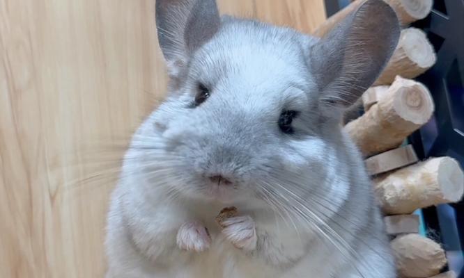 新手必知，小龙猫该吃什么？（从饮食习惯到饲养技巧，这篇文章全都告诉你）