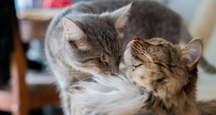 大猫为什么会骑小猫？（揭秘大猫骑小猫的神秘背后，探寻猫咪世界的玄妙。）