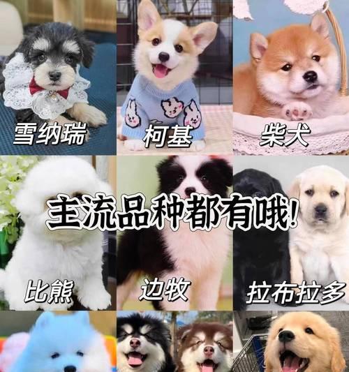 如何养护你的博美犬？（关注博美犬健康，享受宠物生活。）