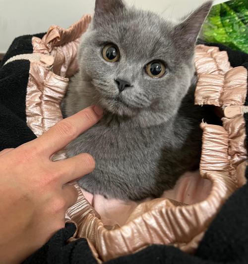 一千多只布偶猫的故事（探究布偶猫的成长、特点与魅力）