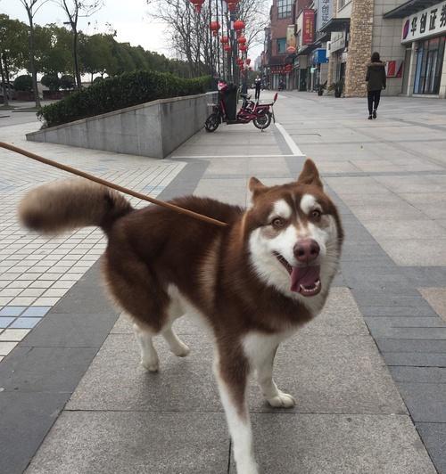 南昌市如何办理哈士奇狗证（办狗证的流程与注意事项）