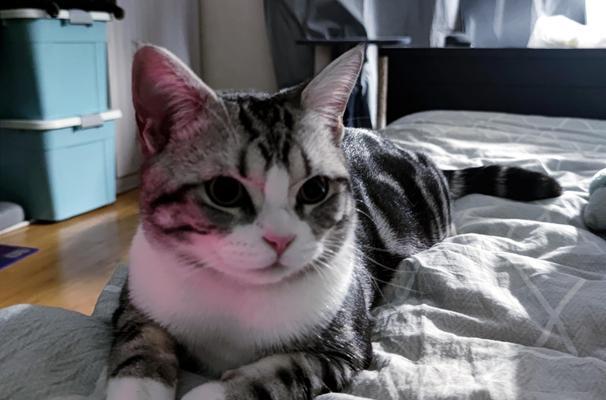 一月猫咪认生的应对方法（帮助你的猫咪适应新环境）