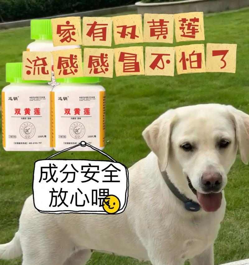 小狗感冒吐了，如何护理？（小狗感冒的症状、原因及护理方法）