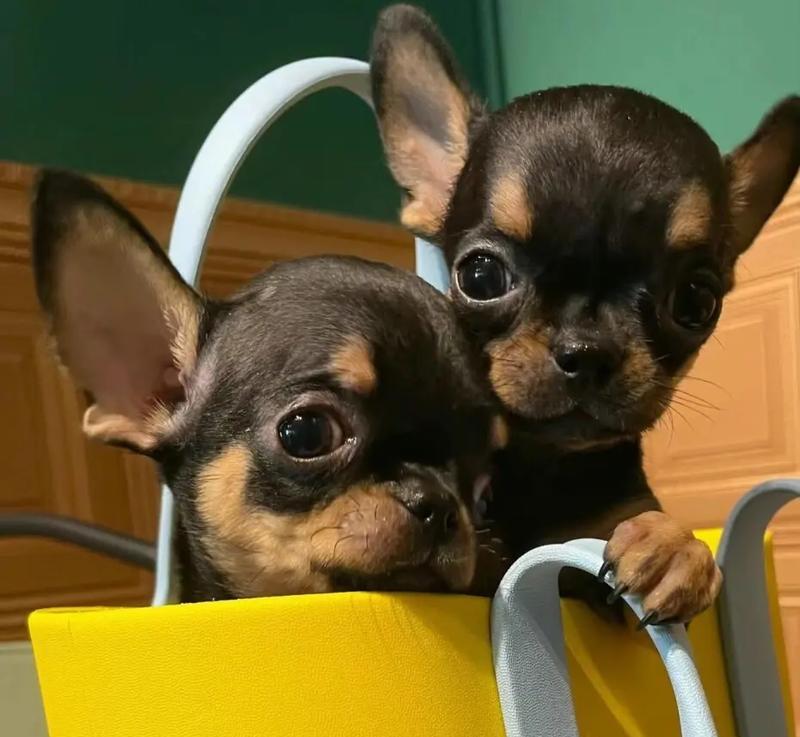 喂养吉娃娃仔犬奶粉的技巧（宠物的健康需求和喂养技巧）