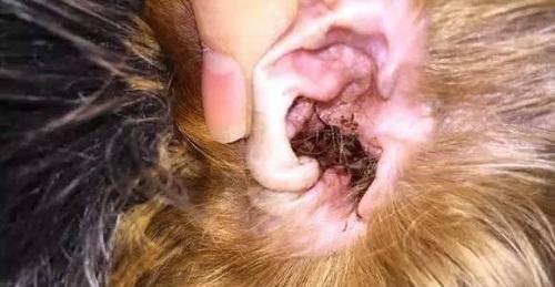 贵宾犬耳道清洁指南（如何保持贵宾犬耳朵的健康）