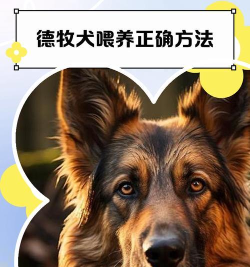 以德牧可以打猎吗？