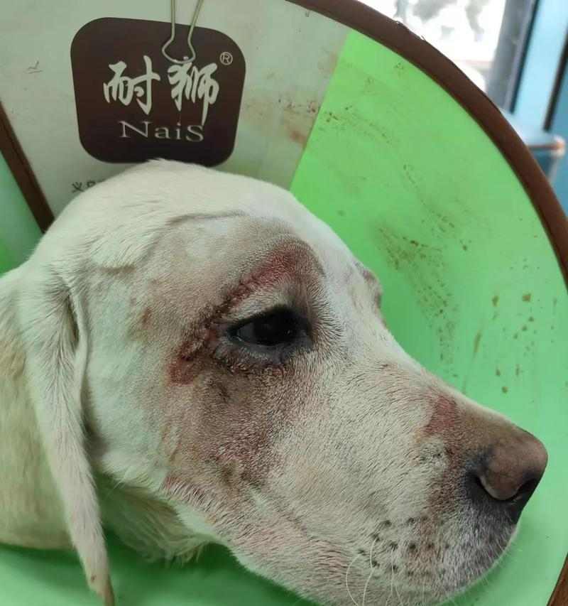 拉布拉多眼睛颜色的奥秘（从宠物主人的视角探讨拉布拉多眼睛的颜色变化）