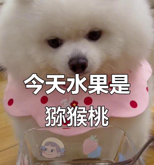 如何防止宠物犬偷吃和乱觅食（一位宠物主人的经验分享，教你科学喂养宠物）