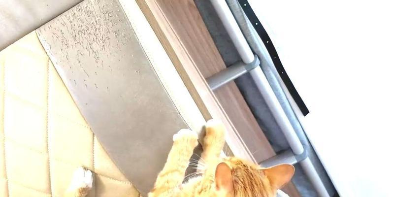 可爱小猫咪为何爱爬纱窗？（探究小猫咪的天性和行为特征，解析为什么小猫咪喜欢爬纱窗）