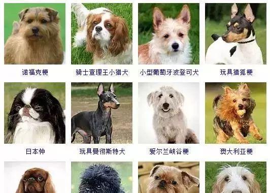 捕鼠梗犬的饲养方法（了解捕鼠梗犬的特性及养护技巧，让它们健康成长）
