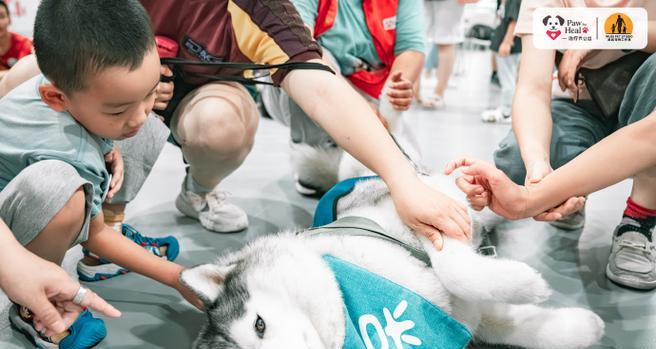 狗狗自闭症的治疗方法（如何帮助狗狗摆脱自闭症困扰）