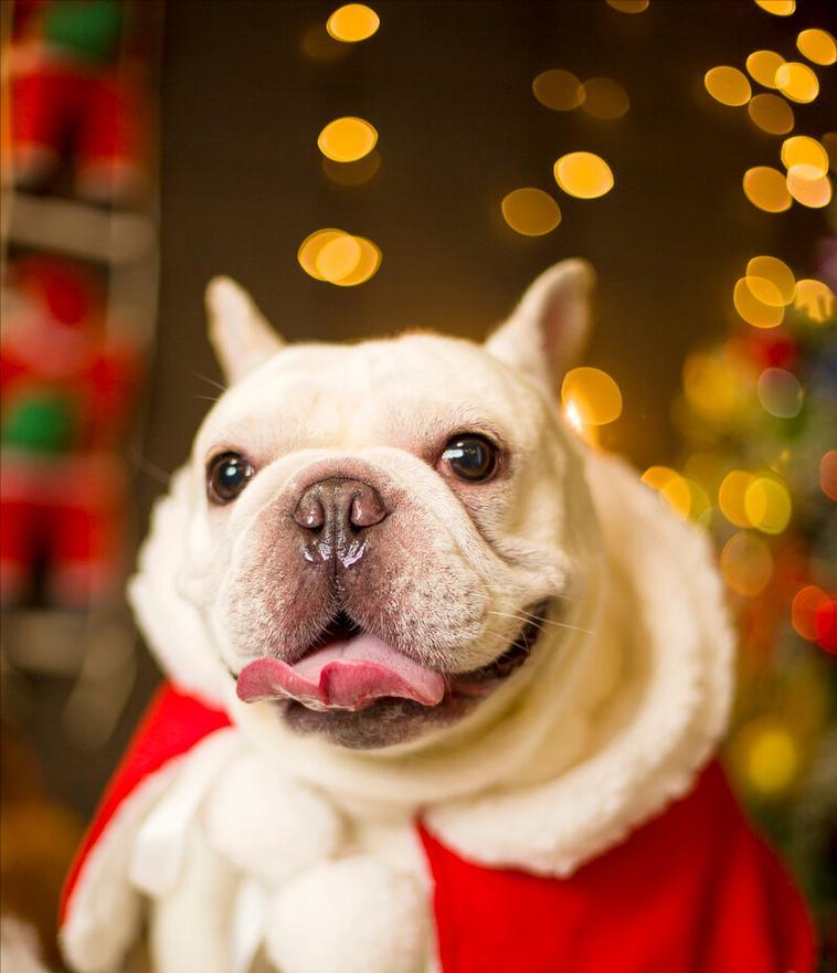 法国斗牛饲养管理指南（以爱宠为主，为你的法国斗牛提供最佳的生活环境）