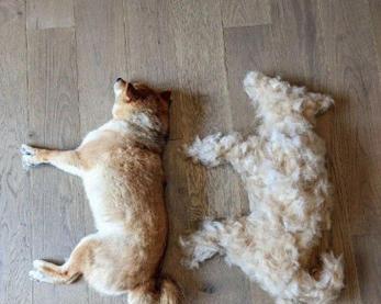 狗狗为什么掉毛那么多？（从宠物健康、饮食、毛发周期、环境等方面来探讨）