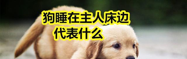 牛头梗犬睡眠的重要性（建立健康生活习惯，让宠物更健康）