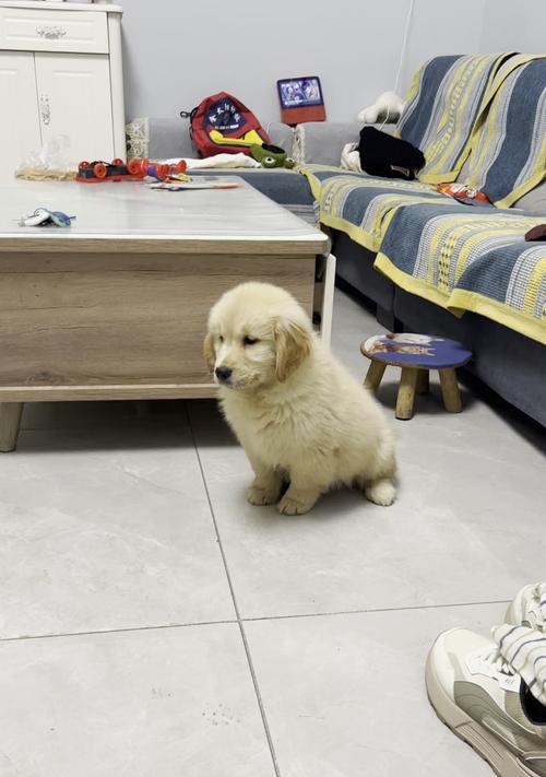 金毛吃不了的食物（了解金毛不能吃的食物，保护它的健康）