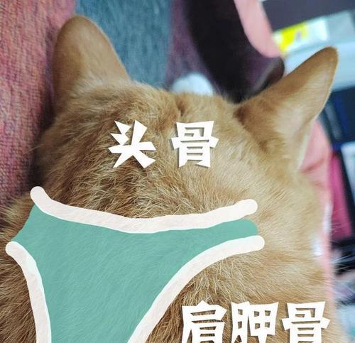 猫为什么喜欢吃骨头？（探讨猫咪对骨头的喜爱及原因）