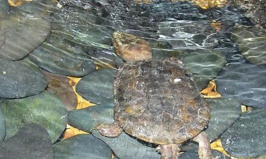 以什么龟不会咬人？（探索龟类中友善的品种以及它们的特点）