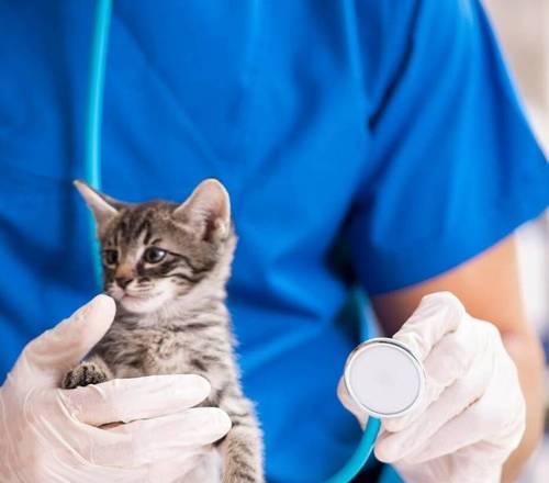 小猫去医院检查的必要性（关心宠物健康，从小猫开始）