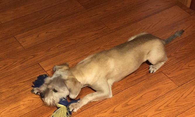 哈士奇发烧怎么办（教你如何为宠物狗降温）