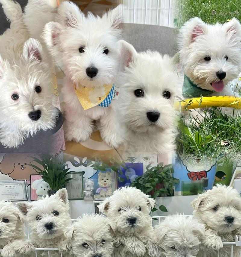 如何去除西高地白梗体味（宠物养护必备，香气环绕）