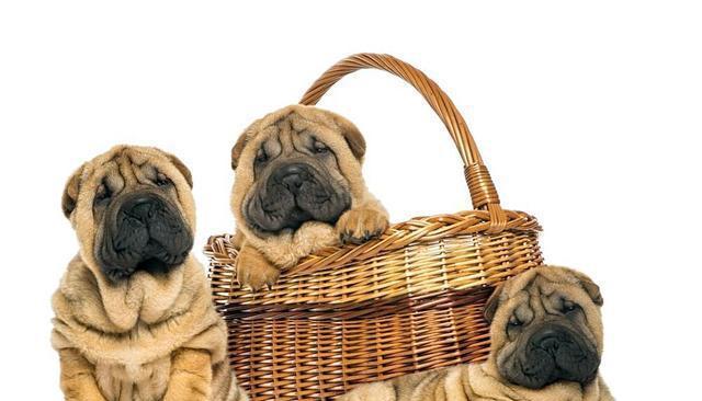 从宠物身上去除沙皮体臭的最佳方法（掌握这些技巧，让你的宠物永远散发清新香气！）