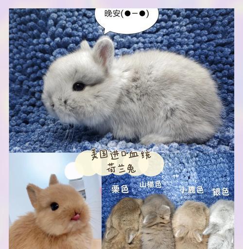 选哪种宠物兔最好？（了解宠物兔的不同品种，选择最适合自己的小伙伴）
