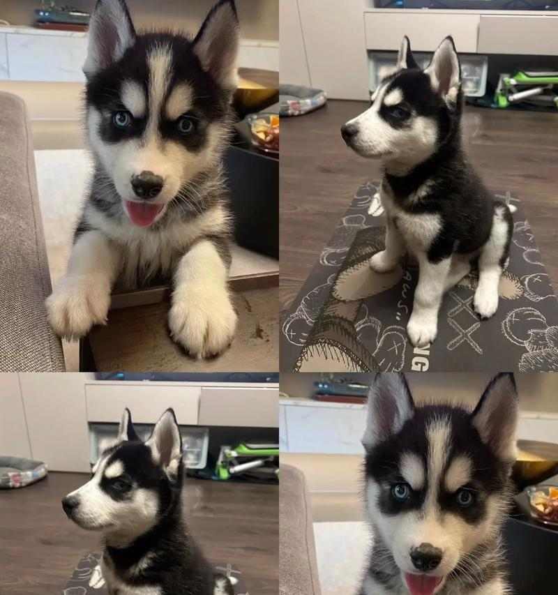 哈士奇下一窝崽子即将降临！（期待已久的新生命，给家庭带来无限欢乐。）