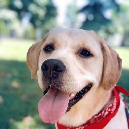 探索拉布拉多的不同型（了解拉布拉多的体型、性格和用途）