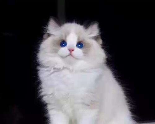 适合家庭养的宠物种类及特点（选择适合你家的宠物，从这些特点入手）