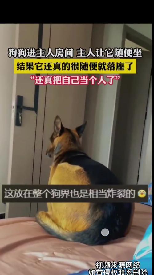 家养宠物的选择与适应（了解宠物类型，找到适合你的伴侣）