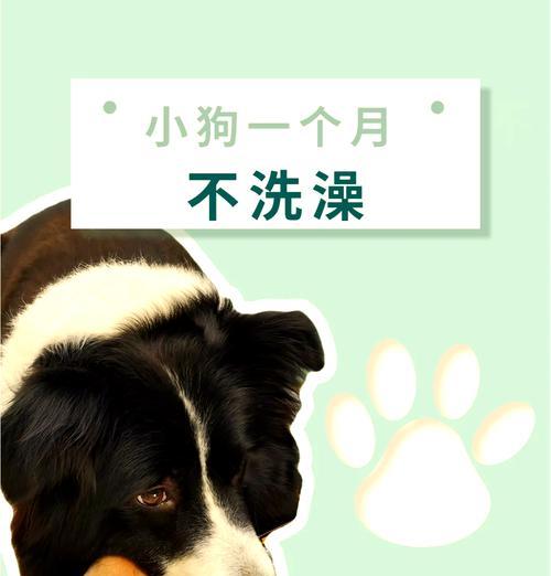 泰迪小狗买回来多久可以洗澡？（科学护理泰迪宝宝，洗澡时间一丝不差）