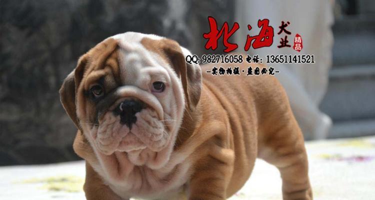 以英牛犬为主题的价格分析（探讨英牛犬的价格区间及市场因素）