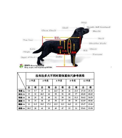 60天的拉布拉多喂什么区别大吗？（了解如何饲养一只健康的60天拉布拉多）