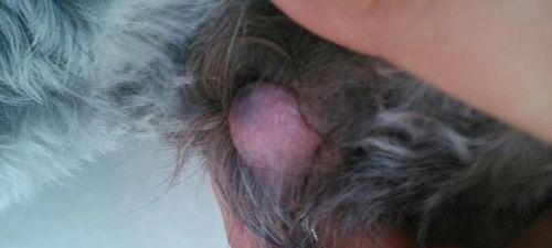 如何有效组织狗拉尿行为（采用训练方法培养良好的大小便习惯）