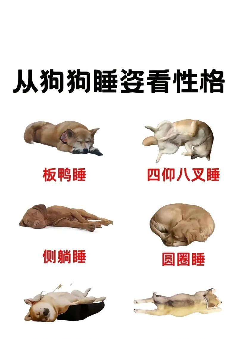老狗一天睡眠时间究竟有多长？（揭秘老狗的睡眠习惯与需求）