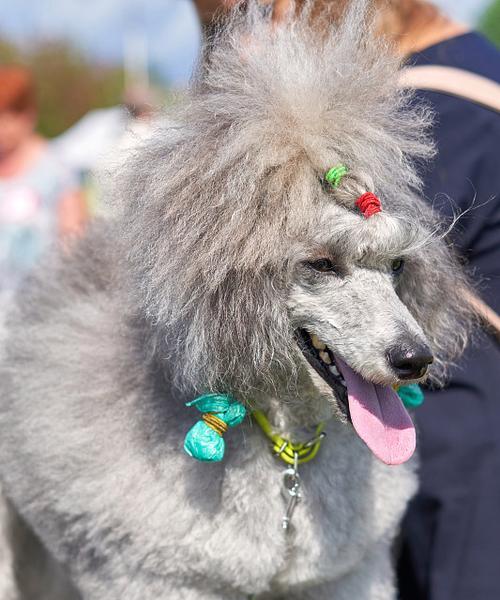 黑色卷毛狗狗的优点和适应环境特点（亲切友善、适合家庭生活的黑色卷毛狗狗）
