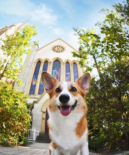 探索宠物狗的多样性（了解不同品种狗的特征与性格，选择最适合您的宠物伙伴）