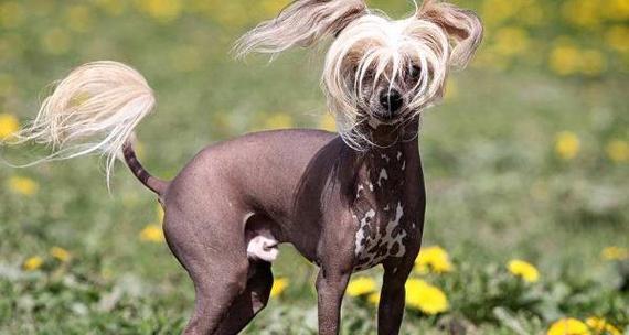 中国犬种（探寻中国古老犬种的历史与特点）